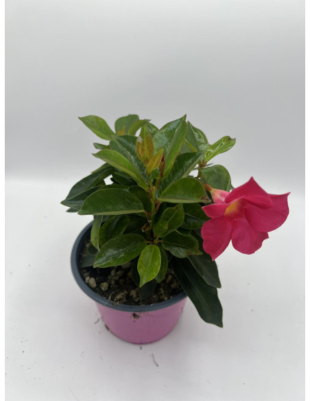 Vendita Pianta Dipladenia Vaso 14-Pianta Rampicante |Mondo Piante