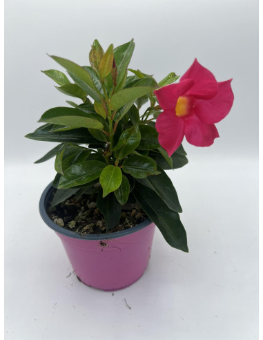 Pianta di Dipladenia Fiorita Vaso 14cm | Mondo Piante