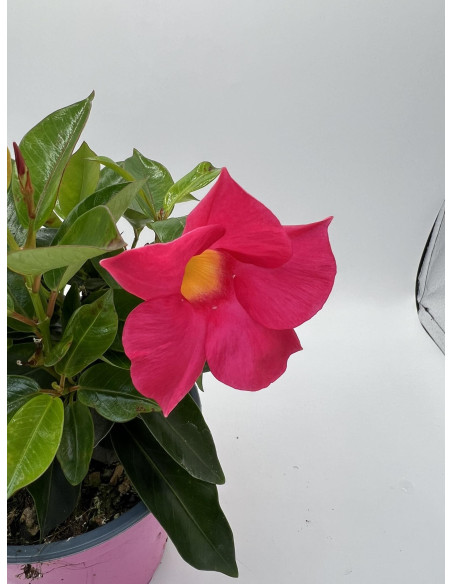 Pianta di Dipladenia Fiorita Vaso 14cm | Mondo Piante