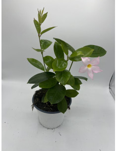 Vendita Dipladenia Vaso 14 Online | Pianta da Balcone | Mondo Piante 2