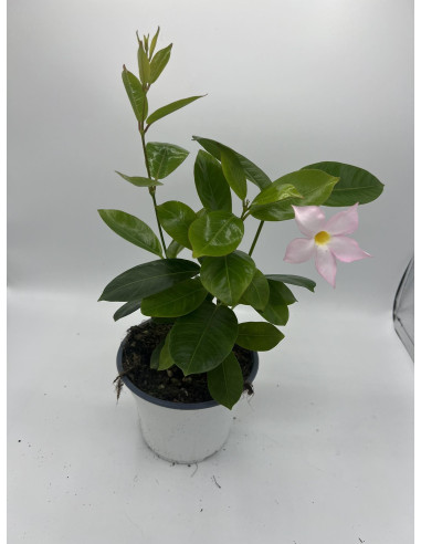 Vendita Pianta Dipladenia Vaso 14-Pianta Rampicante |Mondo Piante