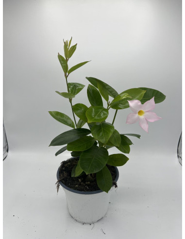 Vendita Pianta Dipladenia Vaso 14-Pianta Rampicante |Mondo Piante