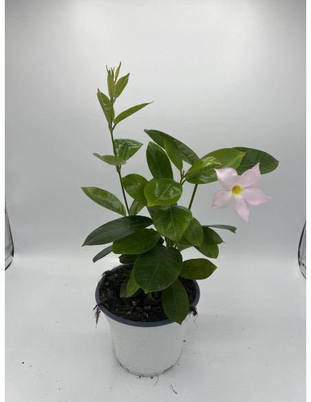 Vendita Pianta Dipladenia Vaso 14-Pianta Rampicante |Mondo Piante