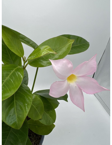 Vendita Pianta Dipladenia Vaso 14-Pianta Rampicante |Mondo Piante