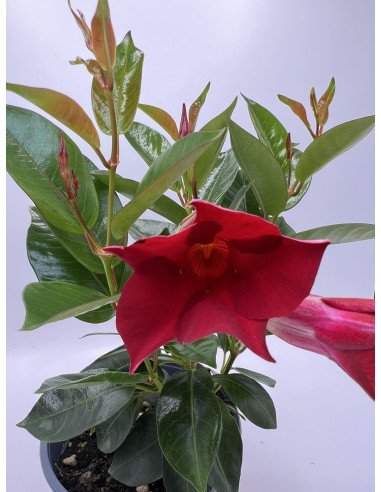 Vendita Pianta Dipladenia Vaso 14-Pianta Rampicante |Mondo Piante