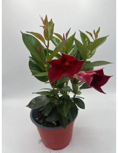 Vendita Pianta Dipladenia Vaso 14-Pianta Rampicante |Mondo Piante
