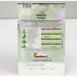 Semi Mimosa Pudica 2