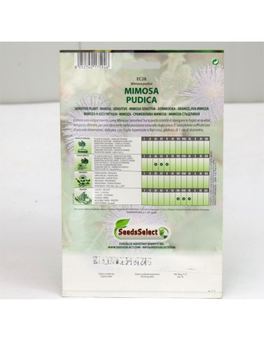 Vendita Semi di Mimosa Pudica-Semi Particolari|Mondo Piante