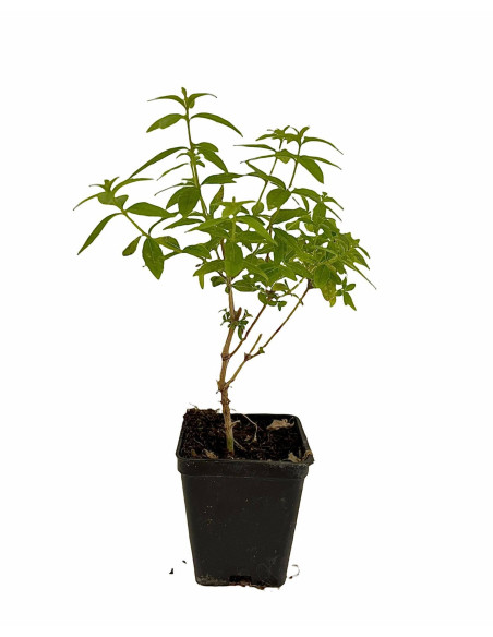 Offerta 5 Piante Citronella Lippia Vaso 7 | Mondo Piante
