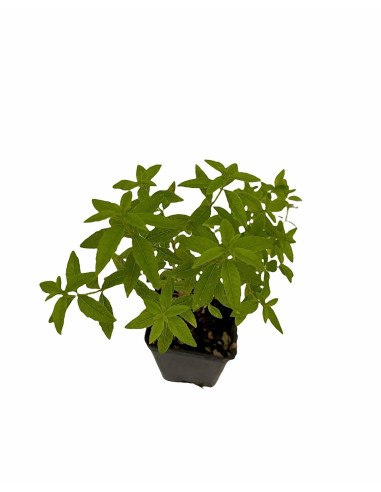 5 Piante di Citronella in Vaso 7cm - Piante Aromatiche | Mondo Piante