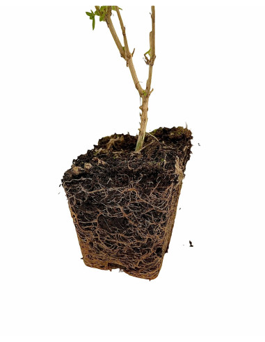 5 Piante di Citronella in Vaso 7cm - Piante Aromatiche | Mondo Piante