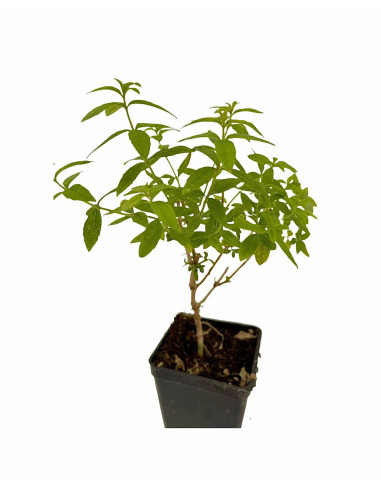 5 Piante di Citronella in Vaso 7cm - Piante Aromatiche | Mondo Piante