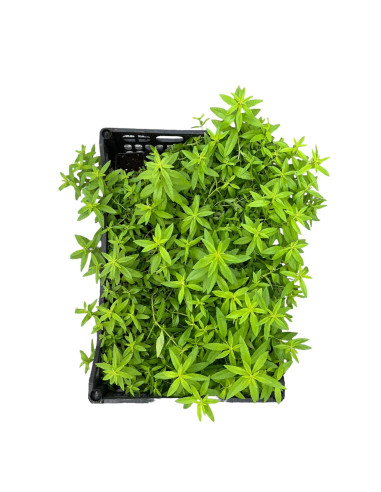 5 Piante di Citronella in Vaso 7cm - Piante Aromatiche | Mondo Piante