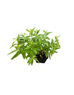 Offerta 5 Piante Citronella Lippia Vaso 7 | Mondo Piante