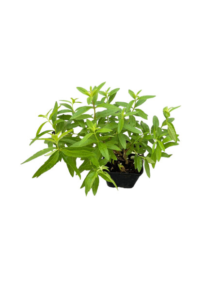 Offerta 5 Piante Citronella Lippia Vaso 7 | Mondo Piante