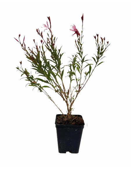 Offerta 5 Piante Gaura Vaso 7 | Mondo Piante