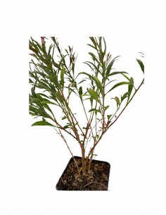5 Piante di Gaura Vaso 7cm-... 2