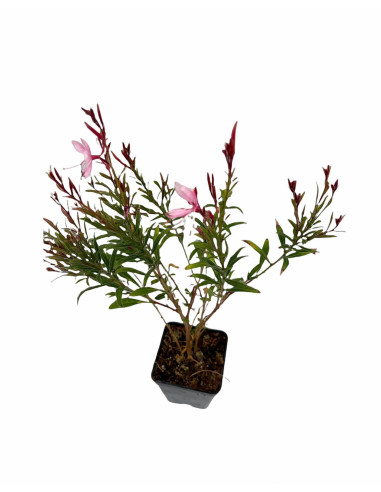 5 Piante di Gaura Vaso 7cm-Piante Da Cespuglio Online|Mondo Piante