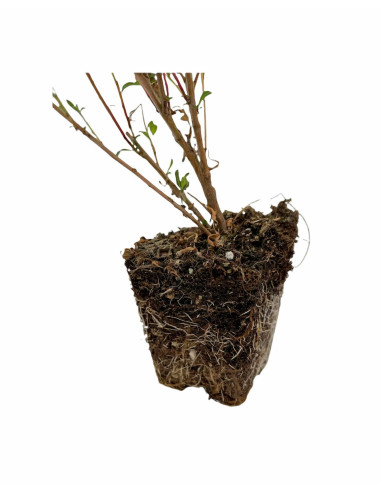 Gaura Plant for Sale - Bush Plants Online | Mondo Piante
