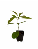 5 Piante di Photinia in Vaso 7cm-Pianta Resistente e Ornamentale