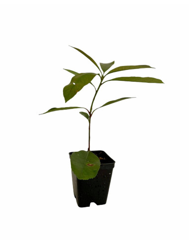 5 Piante di Photinia in Vaso 7cm-Piante Da Siepe Online| Mondo Piante