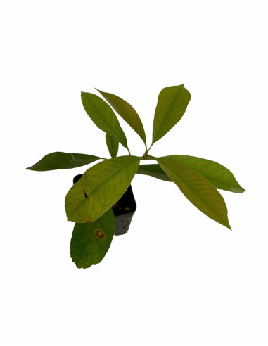 5 Piante di Photinia in Vaso 7cm-Piante Da Siepe Online| Mondo Piante