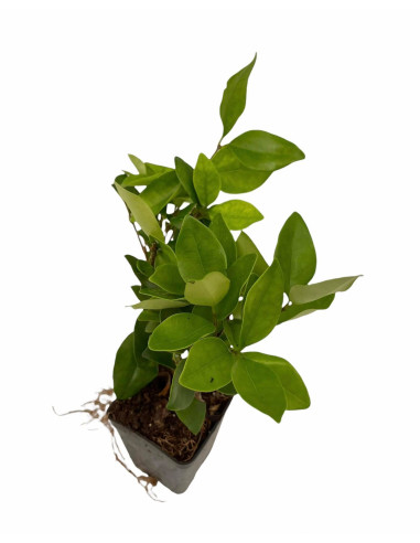 5 Piante di Ligustro Texano in vaso 7cm  - Piante Da Siepe | Mondo Piante