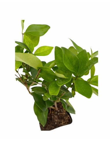 5 Piante di Ligustro Texano in vaso 7cm  - Piante Da Siepe | Mondo Piante