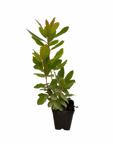 Corbezzolo Plant for Sale - Bush Plants Online | Mondo Piante