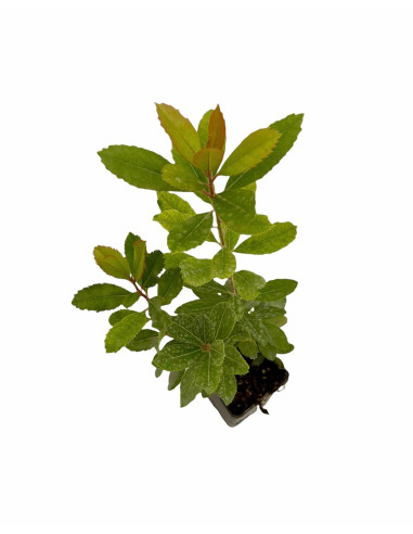 5 Piante di Corbezzolo in Vaso 7cm - Pianta Da Cespuglio |Mondo Piante