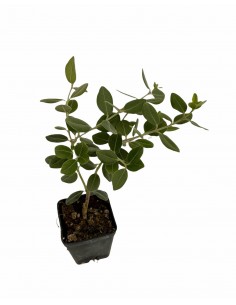 copy of Red Metrosideros Plant 2