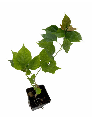 Piante Bouganvillea in Vaso 7cm-Pianta Rampicante Online|Mondo Piante