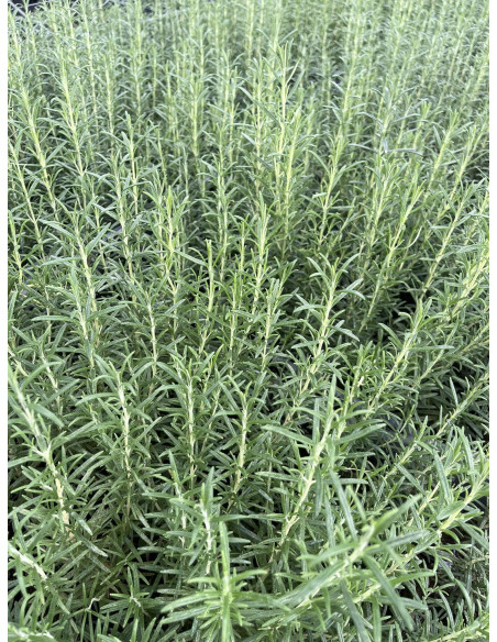 10 Piante di Rosmarino in Vaso 7cm - Piante Aromatiche | Mondo Piante