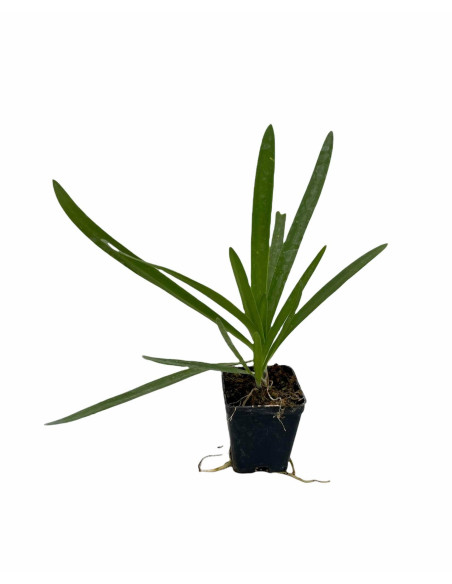 Offerta 10 Piante Agapanthus Africano Blu Vaso 7 | Mondo Piante