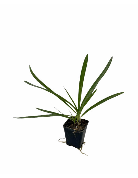 Offerta 10 Piante Agapanthus Africano Blu Vaso 7 | Mondo Piante