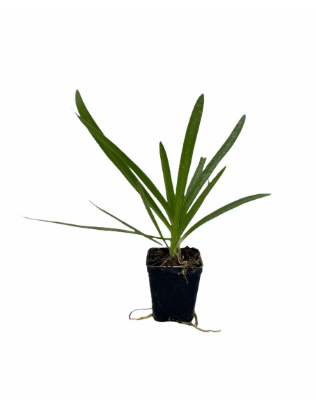 Offerta 10 Piante Agapanthus Africano Blu Vaso 7 | Mondo Piante