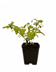 copy of Plumbago Plant