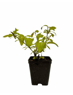 Kit 5 Piante Plumbago Vaso 7 cm | Mondo Piante