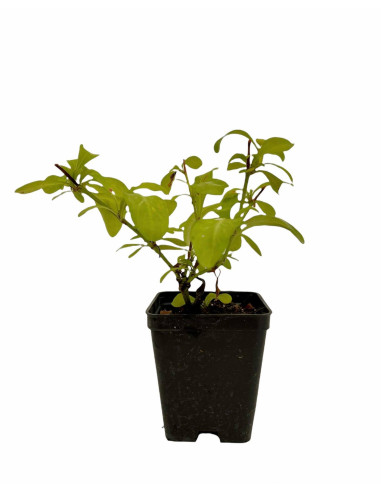 Kit 5 Piante Plumbago Vaso 7 cm | Mondo Piante