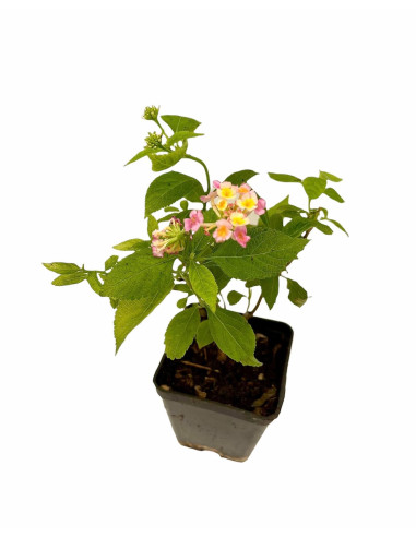 5 Piante di Lantana Camara Vaso 7cm - Piante Da Cespuglio|Mondo Piante