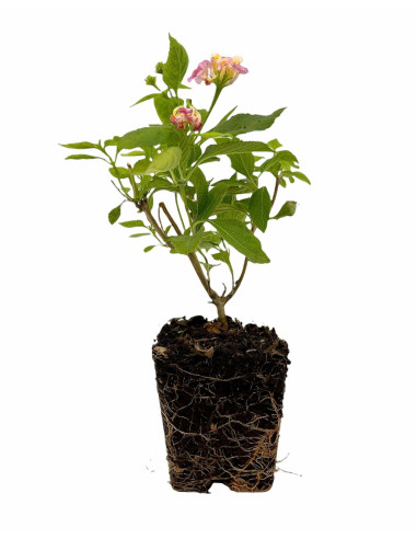 5 Piante di Lantana Camara Vaso 7cm - Piante Da Cespuglio|Mondo Piante