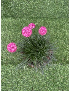 10 Piante di Armeria Vaso... 2
