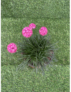 10 Piante di Armeria Vaso 7cm-Piante Da Cespuglio Online|Mondo Piante 2