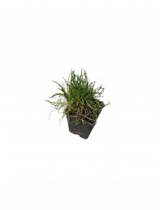 10 Piante di Armeria Vaso...