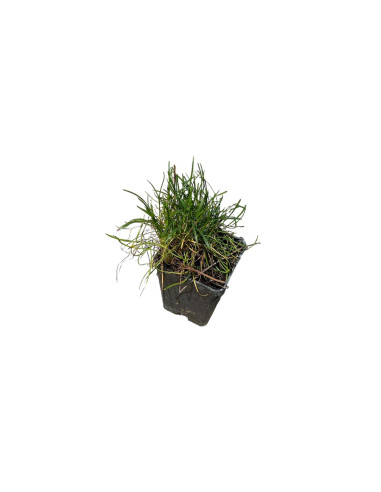 Armeria Plant for Sale - Bush Plants Online | Mondo Piante