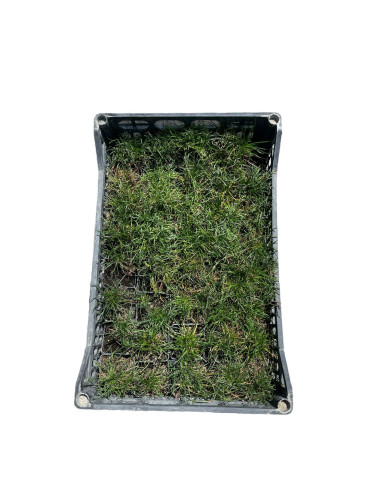 Armeria Plant for Sale - Bush Plants Online | Mondo Piante