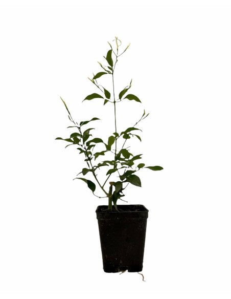 Kit 5 Piante Gelsomino Polyanthum Vaso 7 cm | Mondo Piante