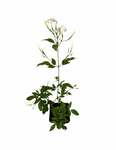Kit 5 Piante Gelsomino Polyanthum Vaso 7 cm | Mondo Piante