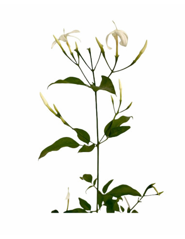 5 Piante Gelsomino Polyanthum Vaso 7cm-Piante Rampicanti|Mondo Piante