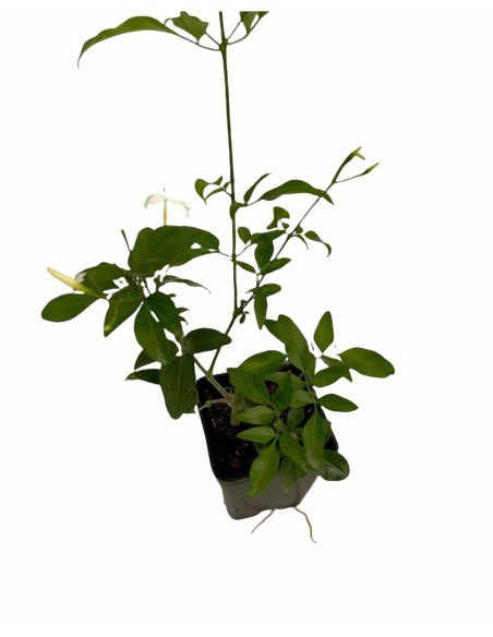 Kit 5 Piante Gelsomino Polyanthum Vaso 7 cm | Mondo Piante